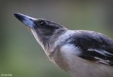 4271b-butcherbird.jpg