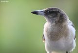 4273b-butcherbird.jpg