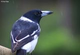 4298b-butcherbird.jpg