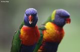 4435-rainbow-lorikeets.jpg
