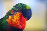4328b-rainbow-lorikeet.jpg