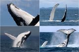 Freedom-Whale-Watch-2023-montage1.jpg