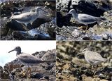 Grey-tailed Tattler