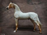 Peter Stone Arabian - DAH - Design A Horse