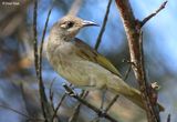 Brown Honeyeater