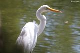 IMG_9514-small.jpg