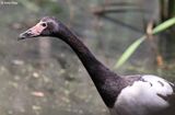IMG_9032-small.jpg