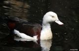 IMG_9029-small.jpg