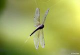 IMG_9050-small.jpg