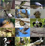 fraser-coast-wildlife.jpg