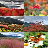 oishi-park-montage.jpg