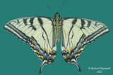 4176 - Canadian tiger swallowtail - Papillon tigr du Canada m22