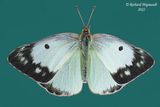 4209 - Clouded Sulphur - Coliade du trfle femelle, forme blanche m22 