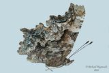 4423 - Green Comma - Polygone  taches vertes m22 