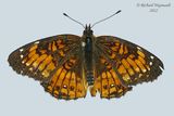 4490 - Silvery Checkerspot - Damier argent m22