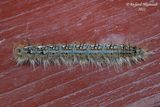 7698 - Forest Tent Caterpillar Moth - Malacosoma disstria m22 