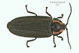 Firefly - Ellychnia corrusca m22 
