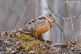 Bcasse dAmrique, American Woodcock 2f m22