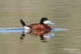 Erismature rousse - Ruddy Duck 1 m22