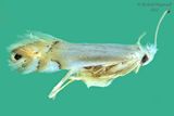 0785  Phyllonorycter quercialbella m22 