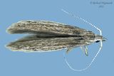 1350 - Coleophora quadruplexm m22 