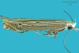 1703 - Isophrictis striatella m22 