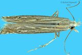 1703 - Isophrictis striatella m22