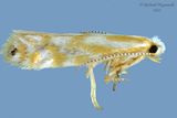 2445 - Argyresthia canadensis m22