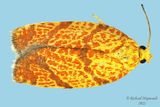 3621 - Four-lined Leafroller Moth - Argyrotaenia quadrifasciana m22 