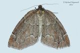 6799 - Spodolepis substriataria m22 