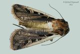 10878 - Striacosta albicosta - Western Bean Cutworm m22 