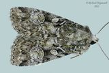 11001 - Dappled Dart Moth - Anaplectoides pressus m22 