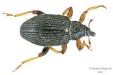 Weevil Beetle - Isochnus sequensi (populicola) m22 1
