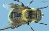 Syrphid Fly - Eristalis anthophorina m22 1