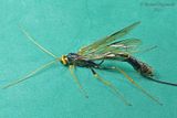 Ichneumon Wasp - Megarhyssa atrata m22 2