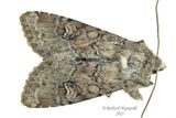 10793 - Euxoa scholastica - Scholastic Dart m23