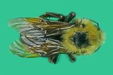Bombus insularis - Indiscriminate Cuckoo Bumble Bee m23 