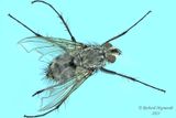 Tachinidae - Tribe Dexiini m23 1