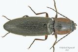 Click Beetle - Acteniceromorphus spinosus m23 4