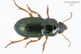Ground beetle - Harpalus affinis m23 1