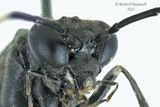 Common sawfly - Macrophya nigra m23 4