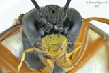 Common sawfly - Tenthredo leucostoma sp1 m23 3