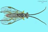 Common Sawfly - sp11b m23 1