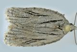 3664 - Striated Tortrix Moth - Archips strianus m20