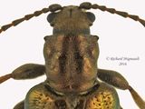 Aquatic leaf beetle - Plateumaris diversa 2 m16 