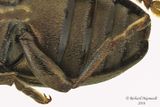 Aquatic leaf beetle - Plateumaris diversa 3 m16 