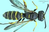 Crabroninae - Subf Philanthinae - Tribe Cercerini Cerceris sp m24 1