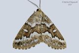6863 - Gray Spruce Looper Moth - Caripeta divisata m24