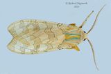 8203 - Banded Tussock Moth - Halysidota tessellaris m24 1
