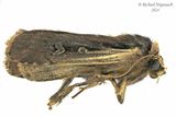 10891 - Flame-shouldered Dart Moth - Ochropleura implecta m24 